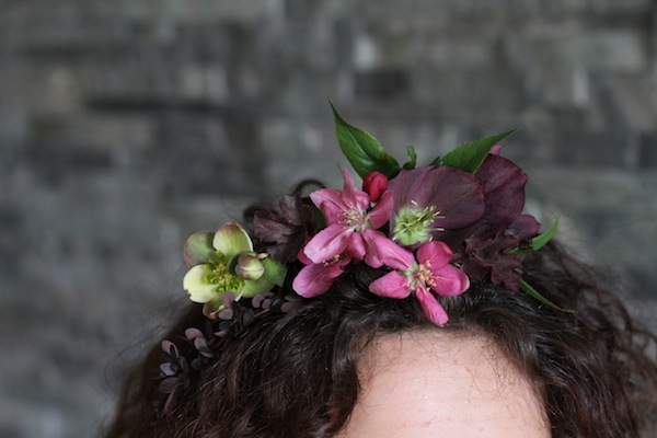 Purple Hellebores